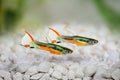 Endler Guppy Poecilia wingei tiny colorful tropical aquarium fish Royalty Free Stock Photo