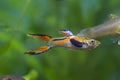 Endler`s guppy neon glowing adult male, freshwater aquarium fish, vibrant spawning coloration and active behaviour Royalty Free Stock Photo