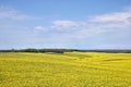 Yellow canola field in bloom during spring Royalty Free Stock Photo