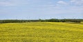 Yellow canola field in bloom during spring Royalty Free Stock Photo