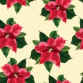 Endless brush pattern with winter poinsettia flowers. Hand-drawn illustration in a realistic style.