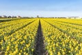 Endless bulb fields full of yellow wild daffodils under a blue sky