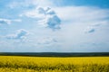 Endless canola field on a sunny day. white fluffy clouds. Picturesque and gorgeous scene. Beauty world