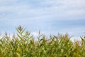 Endless corn Royalty Free Stock Photo