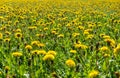 Endless dandelion meadow in sunlight. Sea of flowers.