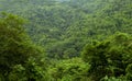 Endless expanse lush vivid tropical jungle, Costa Rica