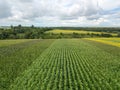 An endless field with corn on the background of a rural landscape and a blue cloudy sky on a summer day. Royalty Free Stock Photo