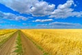 Endless field with golden ears of ripe wheat on a background of blue sky with clouds on a sunny summer day. Dirt road Royalty Free Stock Photo