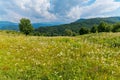 Endless field with a huge number of wildflowers against the background of green mountains