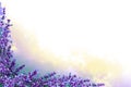 Endless field of lavender flowers with lilac fog on a white background. Hand drawn watercolor. Copy space. Endless field of