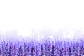 Endless field of lavender flowers with lilac fog on a white background. Hand drawn watercolor. Copy space Royalty Free Stock Photo