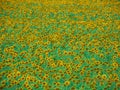 Endless field of ripe sunflowers