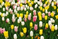 Endless field of spring tulips Royalty Free Stock Photo