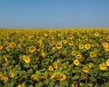 Endless field with sunflowers. Sunny cloudless day.