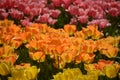 Endless field of tulips in different bright colors in spring, ma