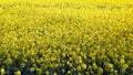 Endless field with blooming rapeseed