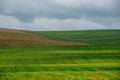 endless fields of corn under foggy sky with rain clouds Royalty Free Stock Photo