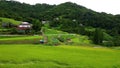 Endless fields of rice sprouts Royalty Free Stock Photo