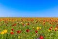 Endless fields of tulips in the reserve Opuk