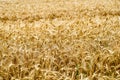 endless fields of wheat crops in latvia countryside