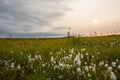 Endless fields, with wild grasses blossoming under the summer cloudy sky