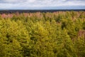 endless forests in summer dayat countryside from above Royalty Free Stock Photo