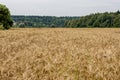 Endless golden agricultural field