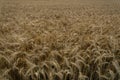 Endless golden cornfield in autumn