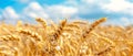 Endless golden wheat stalks sway gently in the breeze against a backdrop of fluffy, white clouds and a vibrant blue sky