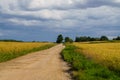 Endless grain fields. Country landscape. Country road in the middle of fields