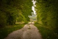 Endless gravel dirt road passing through the ancient hunting grounds of Turopoljski Lug, Croatia, during spring season