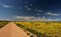 An endless gravel road through yellow Namaqualand flowers Royalty Free Stock Photo