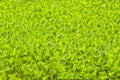 Endless Green Arum Wetland Royalty Free Stock Photo