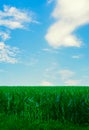 Endless green corn field extends into the distant horizon, dramatic soft clouds swirl above in a big blue sky. Royalty Free Stock Photo