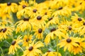 Endless green field grow fragrant yellow flowers