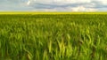 Endless green field of wheat against the backdrop of a stormy sky before the rain_2 Royalty Free Stock Photo