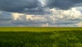 Endless green field of wheat against the backdrop of a stormy sky Royalty Free Stock Photo