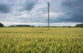 Endless green wheat field on a cloudy spring day Royalty Free Stock Photo