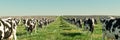 Endless Herd: Infinite Rows of Black and White Cows in a Lush Pasture