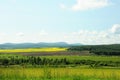 Endless hilly fields with fresh arable land at the edge of the forest and crops of blooming buckwheat in the background