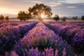 Endless lavender fields and rows of lavender flowers at scenic sunset Royalty Free Stock Photo