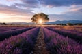 Endless lavender fields and rows of lavender flowers at scenic sunset Royalty Free Stock Photo