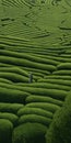 Endless Lawn: A Captivating Ox In A Maze Of Green Tea