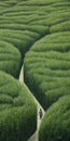 Endless Lawn: A Hyperrealistic Painting Of A Man Walking In A Maze Of Green Grass