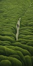 Endless Lawn: Jing And Tan\'s Green Tea Fields