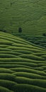 Endless Lawn: Kazuo Nagatsuki Tea Fields By Giacomo Carrara