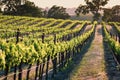 Rows of lush green grape vines in vineyard