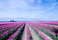 Endless Pink Tulips