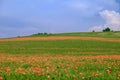 Endless poppy fields 4 Royalty Free Stock Photo