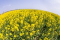 Endless fields in southern Bulgaria Royalty Free Stock Photo